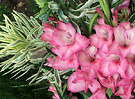 Gladioli Euphorbia