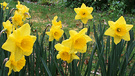 Group Yellow Daffodils