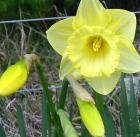 Lemon Yellow Stripe Daffodil
