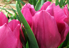 Mauve Tulip Closeup