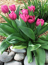 Mauve Tulip