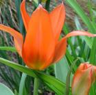 Orange Tulips