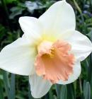 Pink Daffodil