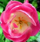 Pink Tulip Flower