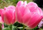 Pink Tulip Flowers