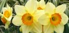 Pretty Daffodils