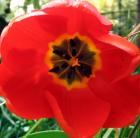 Red Tulip Flower