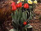 Red Tulips