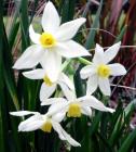 Star Jonquils