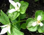 Trillium