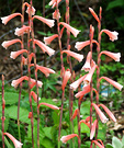 Watsonia Apricot