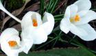 White Crocus