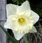 White Daffodil Creamy