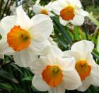 White Daffodils Red Centres