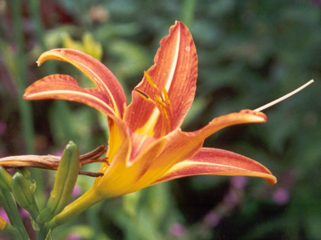 daylily-orange-flower.jpg