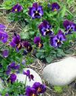 Blue Pansy Annual