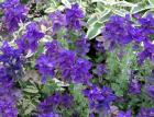 Blue Salvia Lots