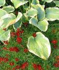 Hosta Coreopsis