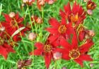 Mahogany Coreopsis Flowers