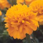 Marigold Yellow Flower