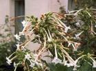 Nicotiana Sylvestris