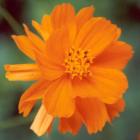 Orange Cosmos Flower