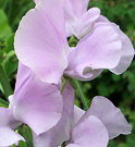 Pale Sweet Pea