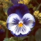 Pansy Flower