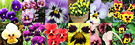 Pansy Flowers Montage