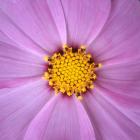 Pink Cosmos Flower