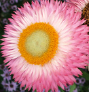 Pink Helichrysum