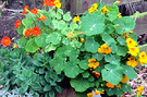 Pots Fence Nasturtiums