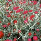 Red Lychnis Flowers