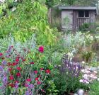 Red Lychnis Hen House