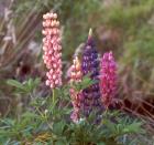 Russell Lupins