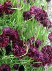 Seeder Purple Cornflower