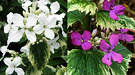 Variegated Blooms Honesty