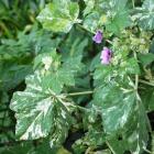 Variegated Mallow