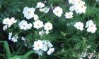 White Cosmos