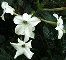 White Nicotianas