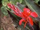 Canna Red Flower