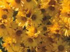 Chrysanthemum Yellow Flower
