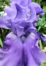 Iris Blue Flower