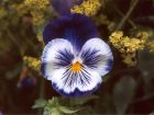 Pansy Flower Blue