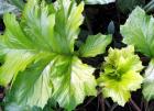 Acanthus Light Green