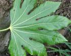 Aralia Tree Trunk