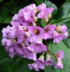 Bergenia Pink Flower