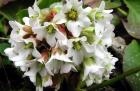 Bergenia White Flower