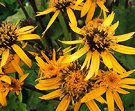 Flowers Daisy Ligularia