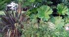 Gunnera Flax Garden